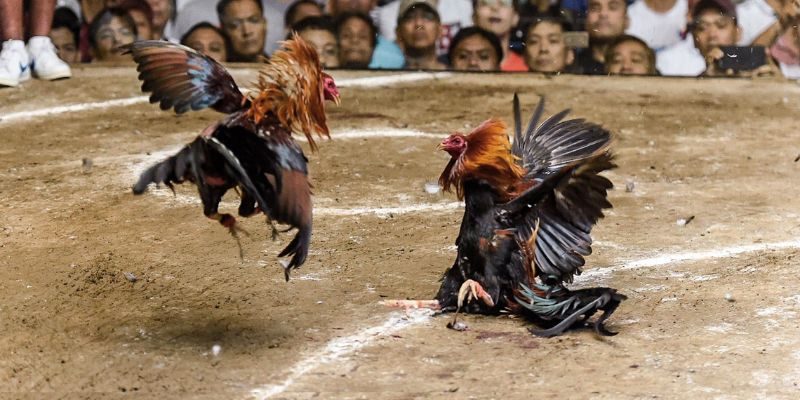 Đá Gà Cựa Sắt - Tìm Hiểu Chi Tiết Luật Tham Gia Trên QQ88 2 Những đặc điểm chung về đá gà cựa sắt