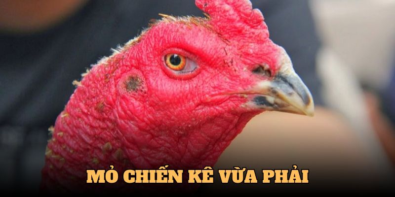 Mỏ là là vũ khí tối ưu